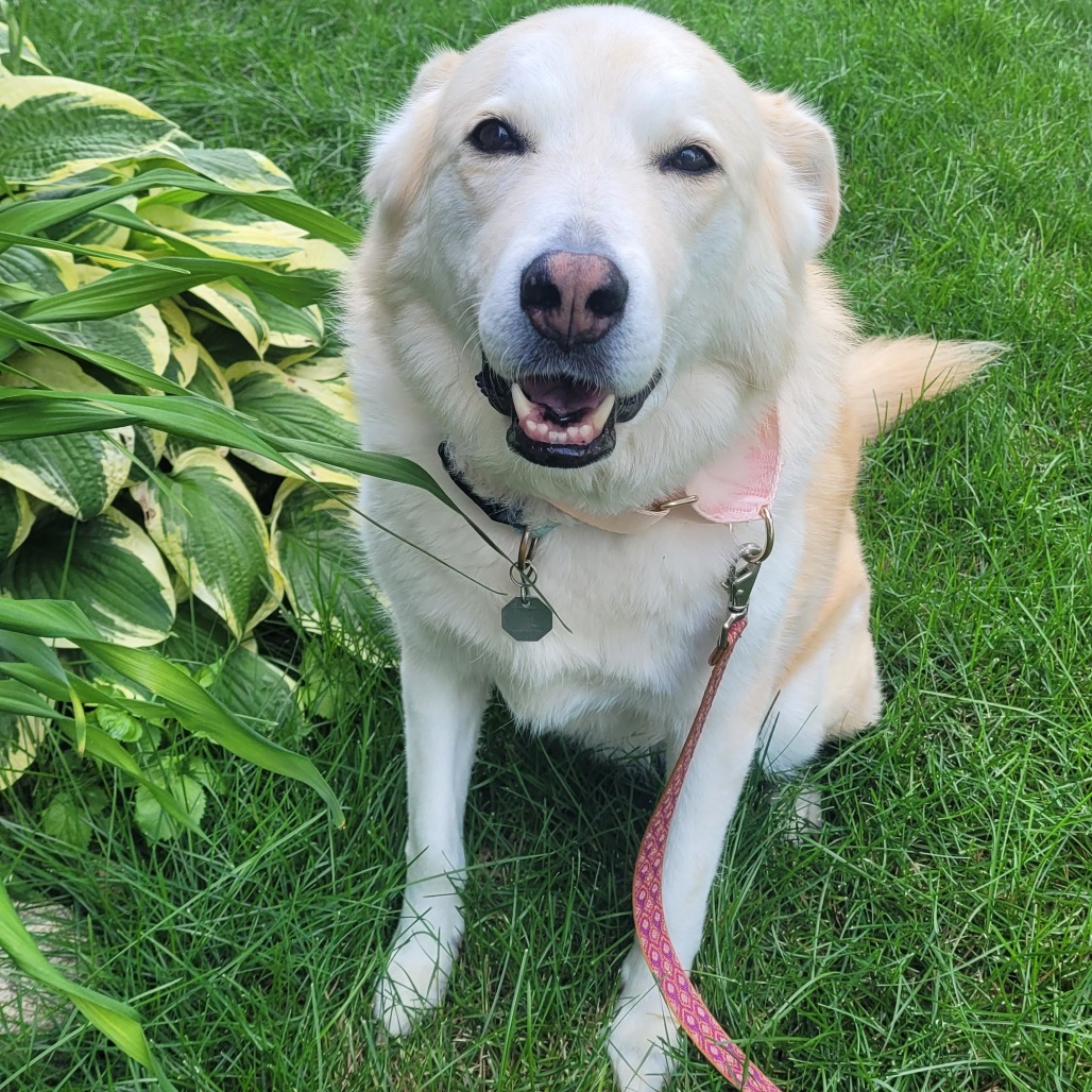 Honey D70062, photo 6