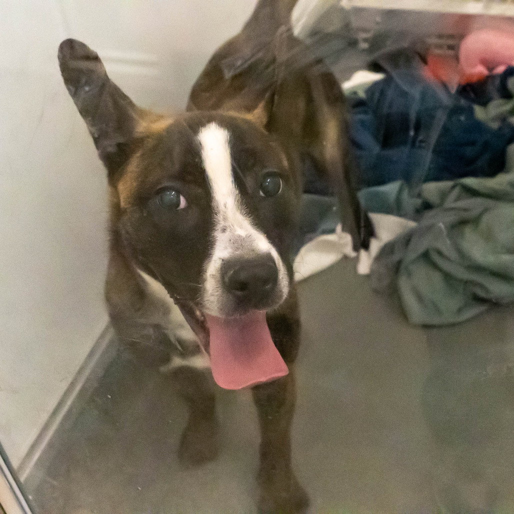 Taffy — thumbnail 3