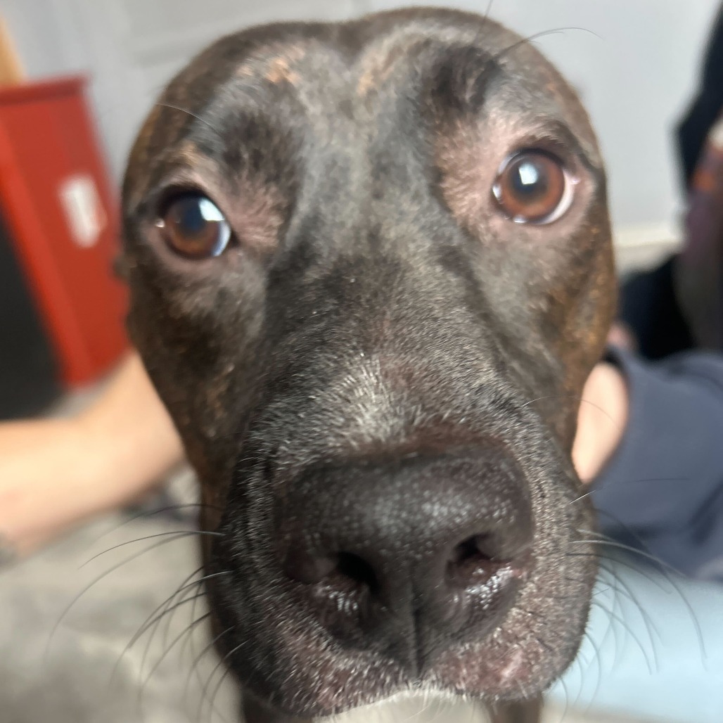 Lovebug — thumbnail 2