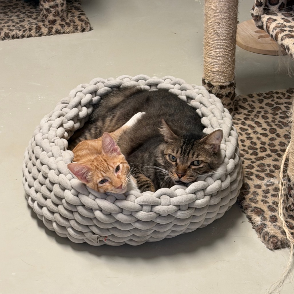 Dakota * Bonded with Atlas * Costa Mesa Location, photo 4