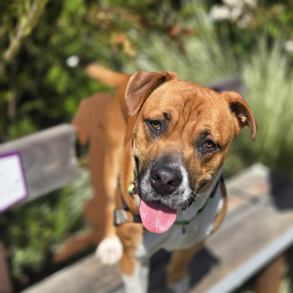 MOOSE - Mixed Breed (Medium) for adoption in Santa Rosa