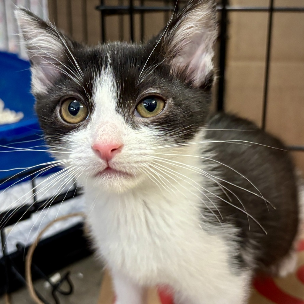 Catalina - Domestic Shorthair