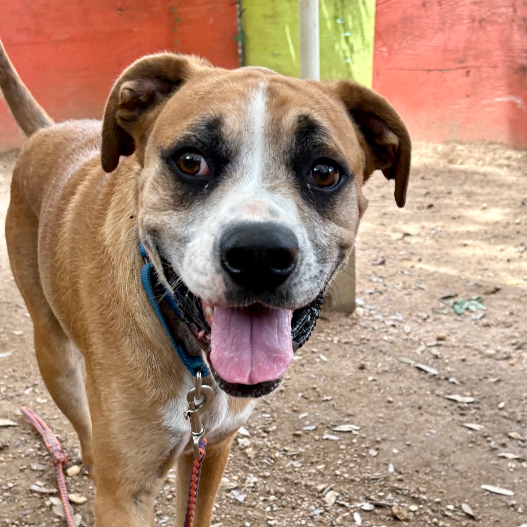 Byron, adoptable senior dog