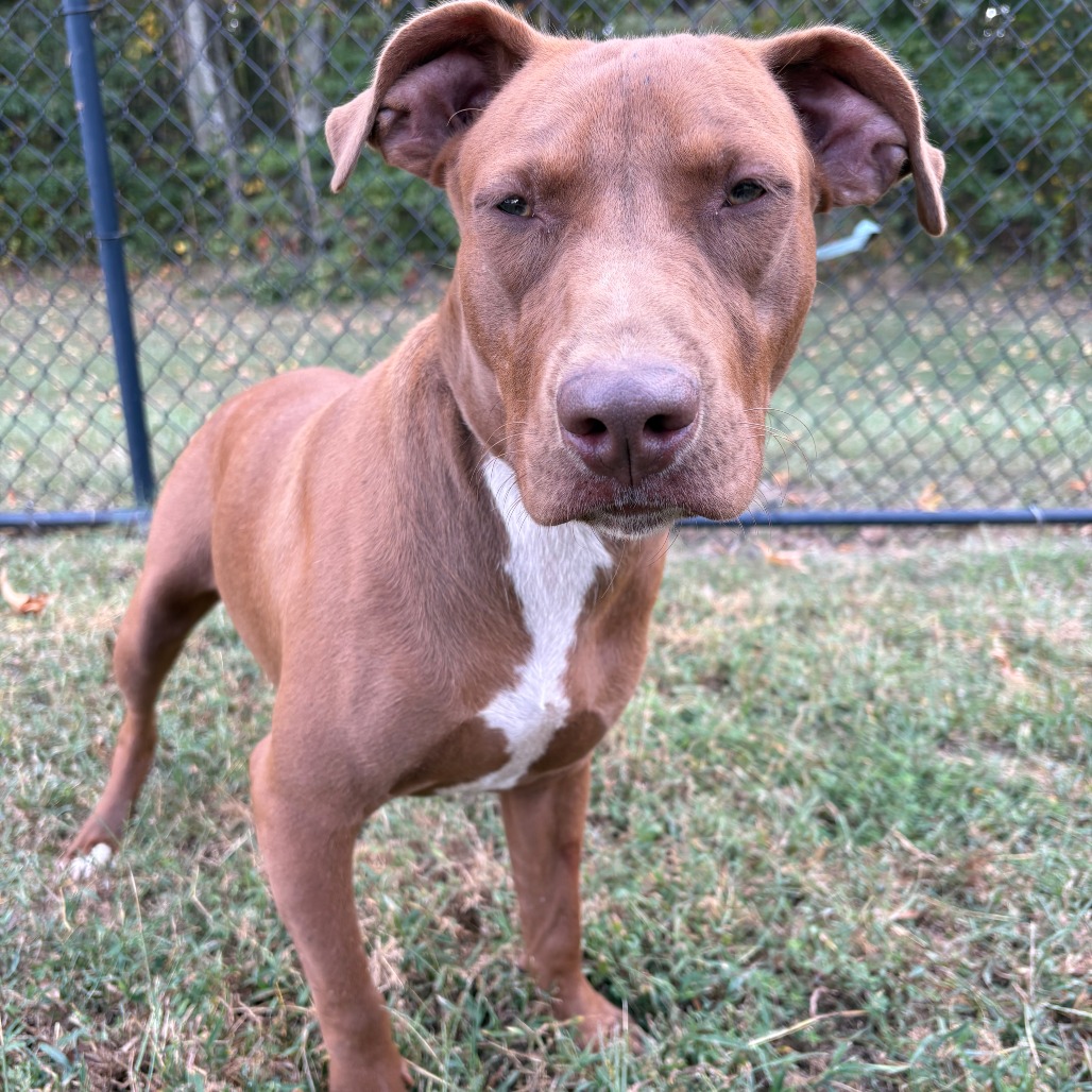 Hank, photo 3
