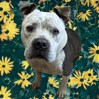  Photo of TUSC-Stray-82465