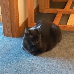 Photo of Frankie 6