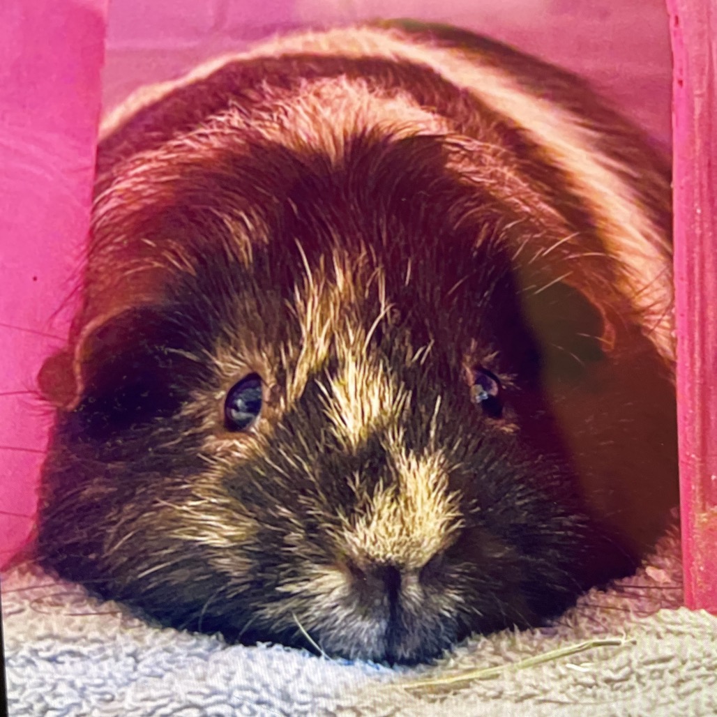 Photo of Opie and Peanut 3