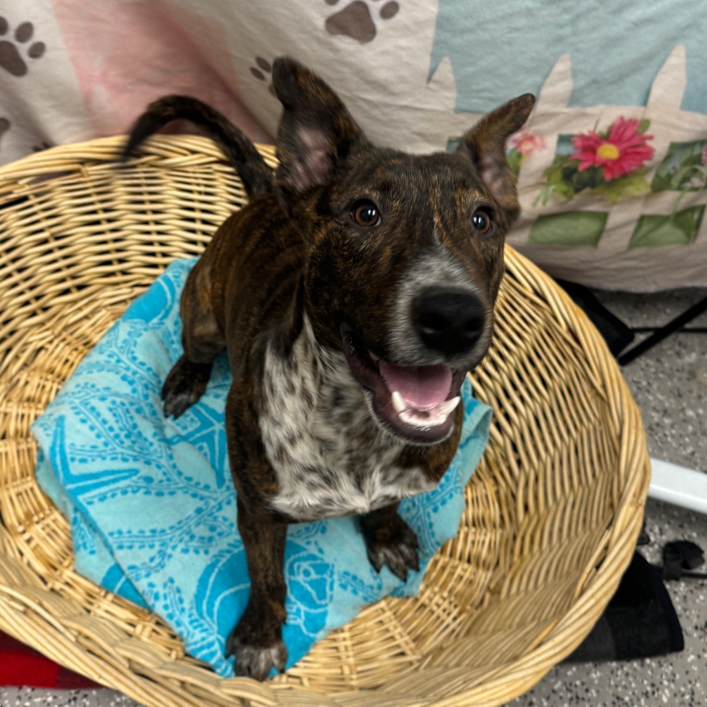 BOBO - Cattle Dog / Terrier, Bull available for adoption