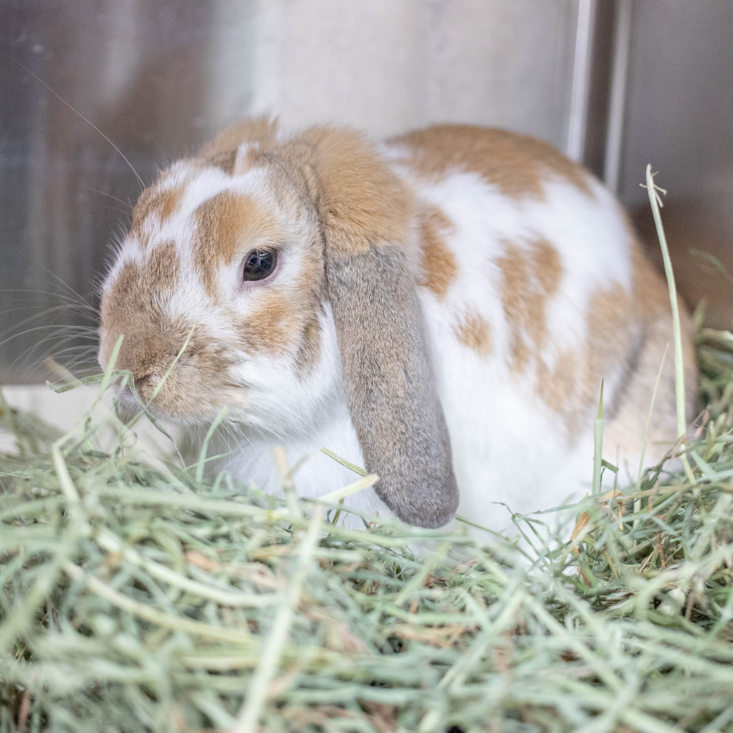 Thumper, photo 5