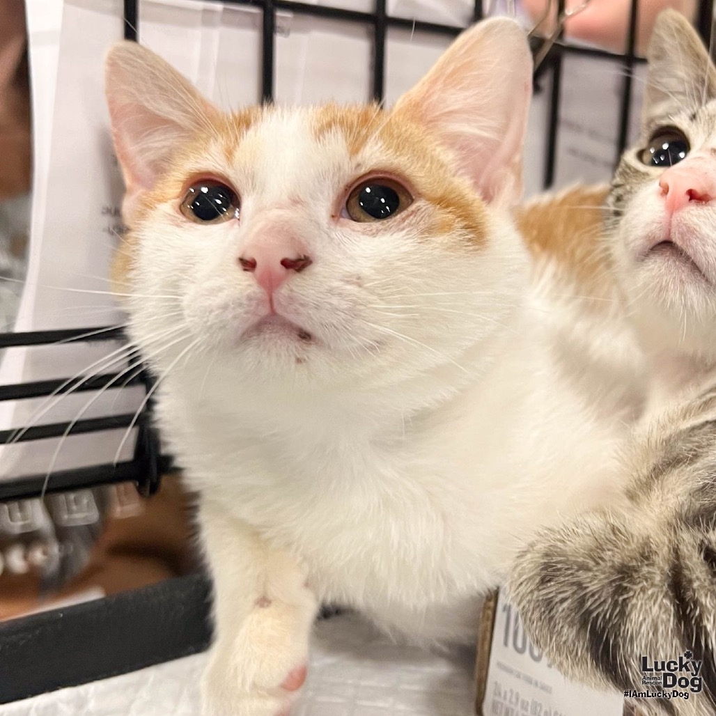 CREEK - Domestic Shorthair available for adoption