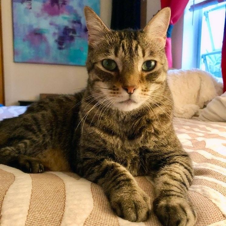 Close-up photo of Tigger