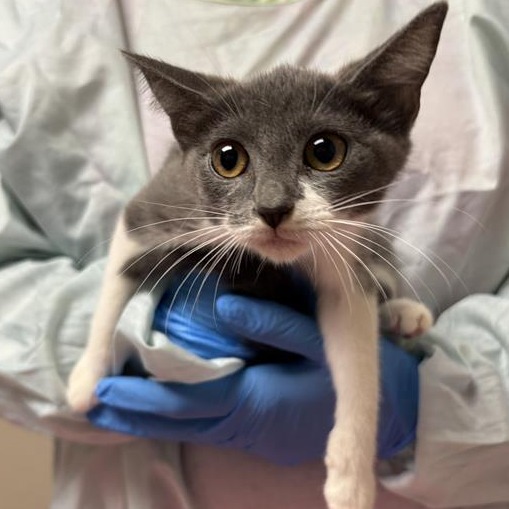 IRIS - Domestic Shorthair available for adoption