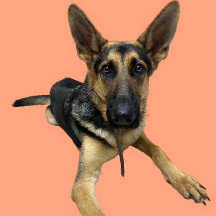 Tusc Stray 82263