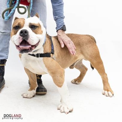 Duke — thumbnail 4