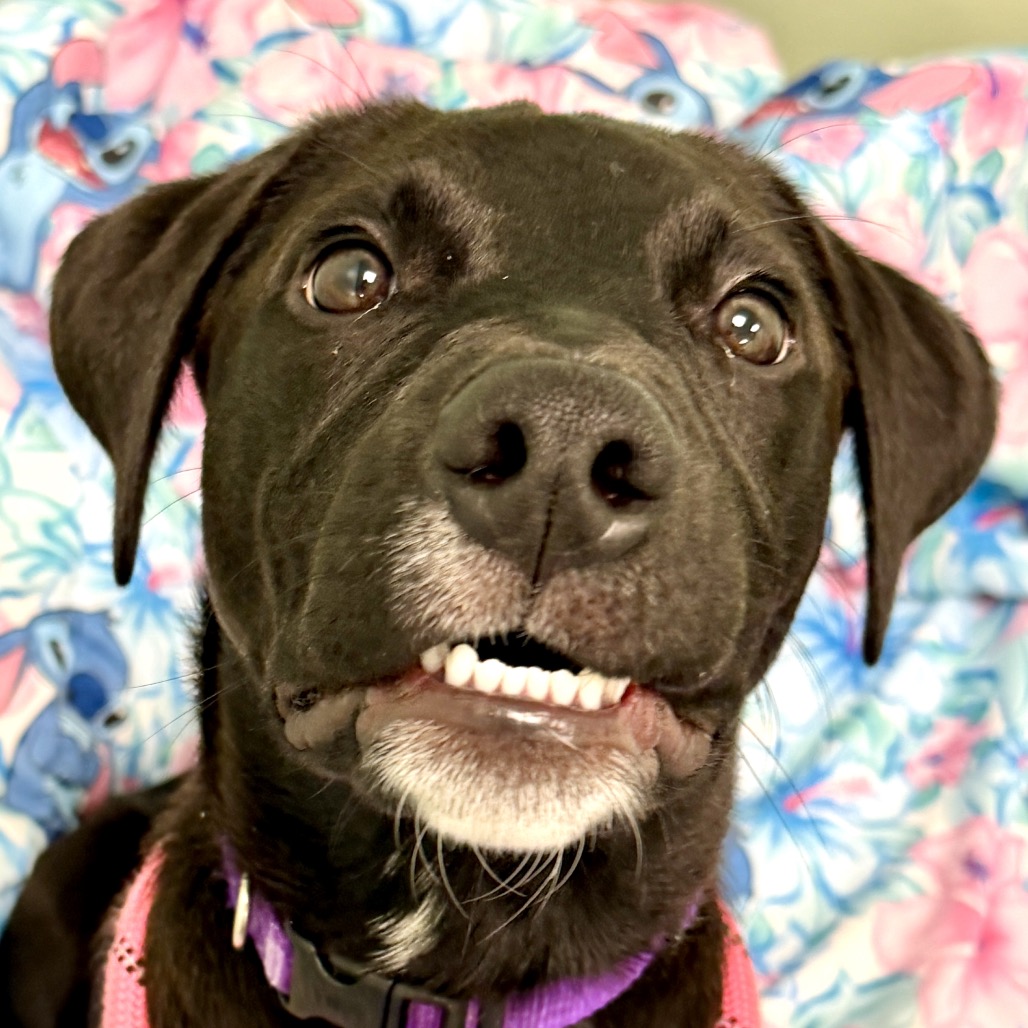 LABRADORITE - Mixed Breed (Medium) available for adoption