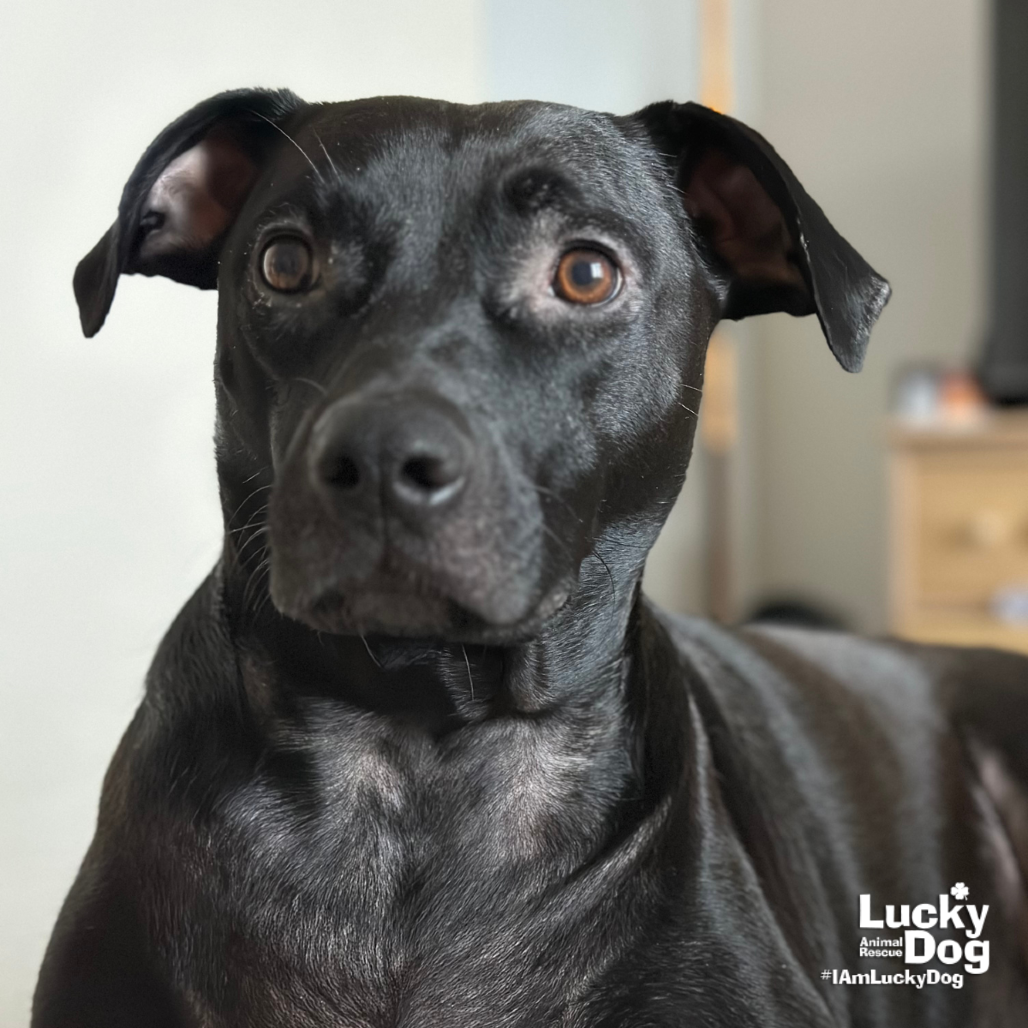ICABOD - Retriever, Labrador / Mix available for adoption