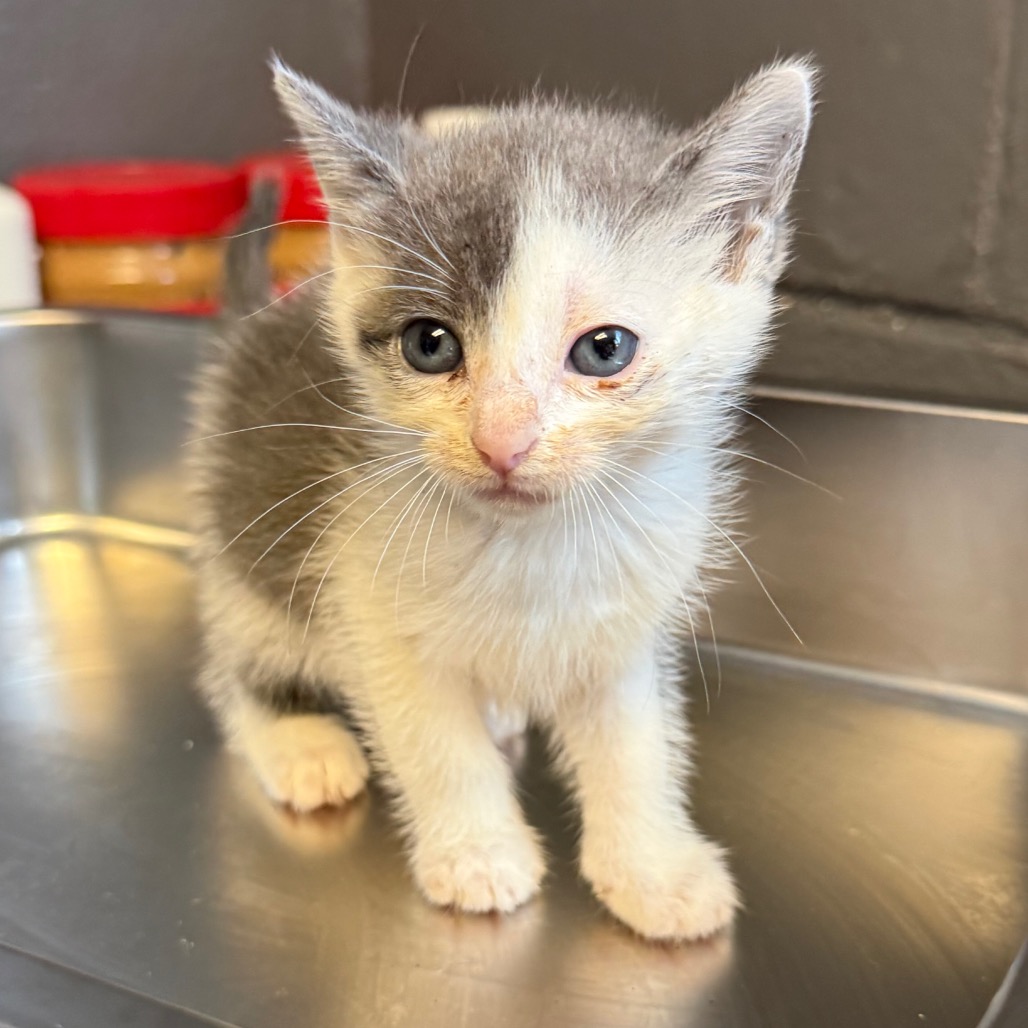 Tusc Stray 85834 2 3