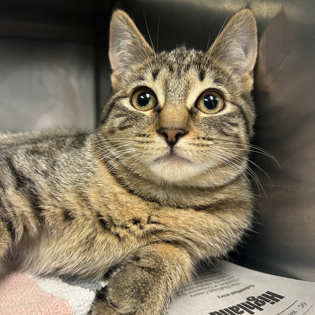 Lysol — thumbnail 5