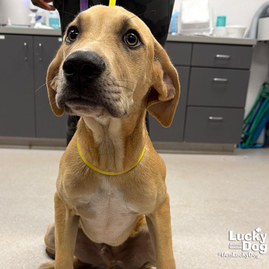SAM - Retriever, Labrador / Mix available for adoption