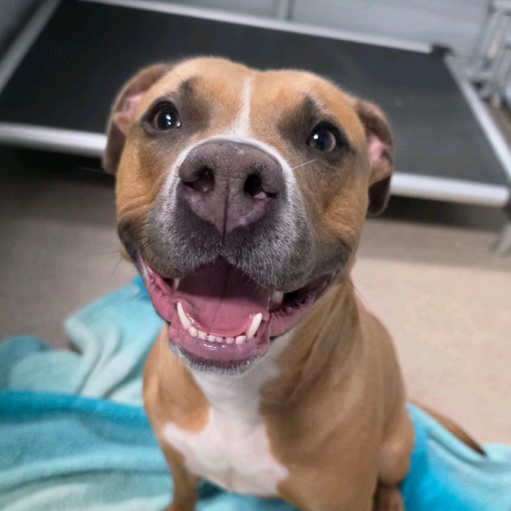 Sarasota, a Terrier