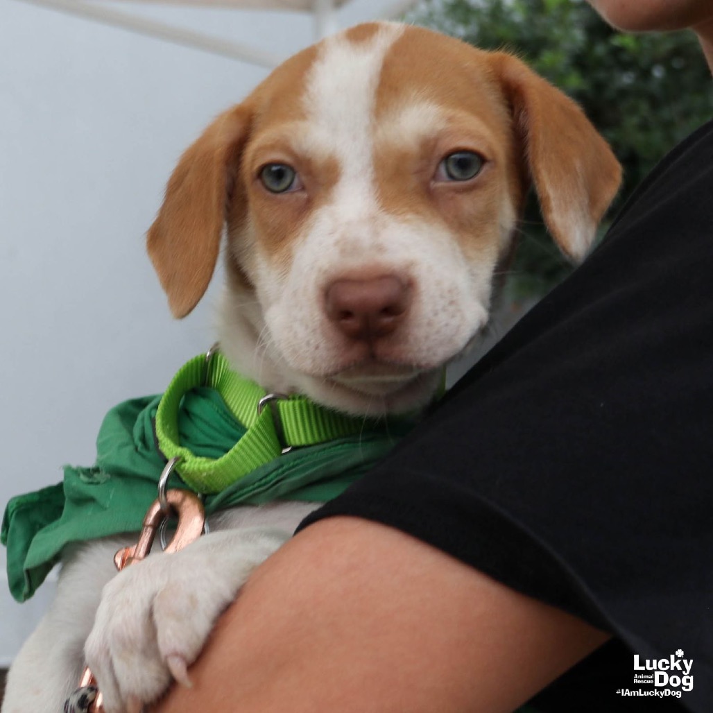 TYNA - Terrier / Mix available for adoption
