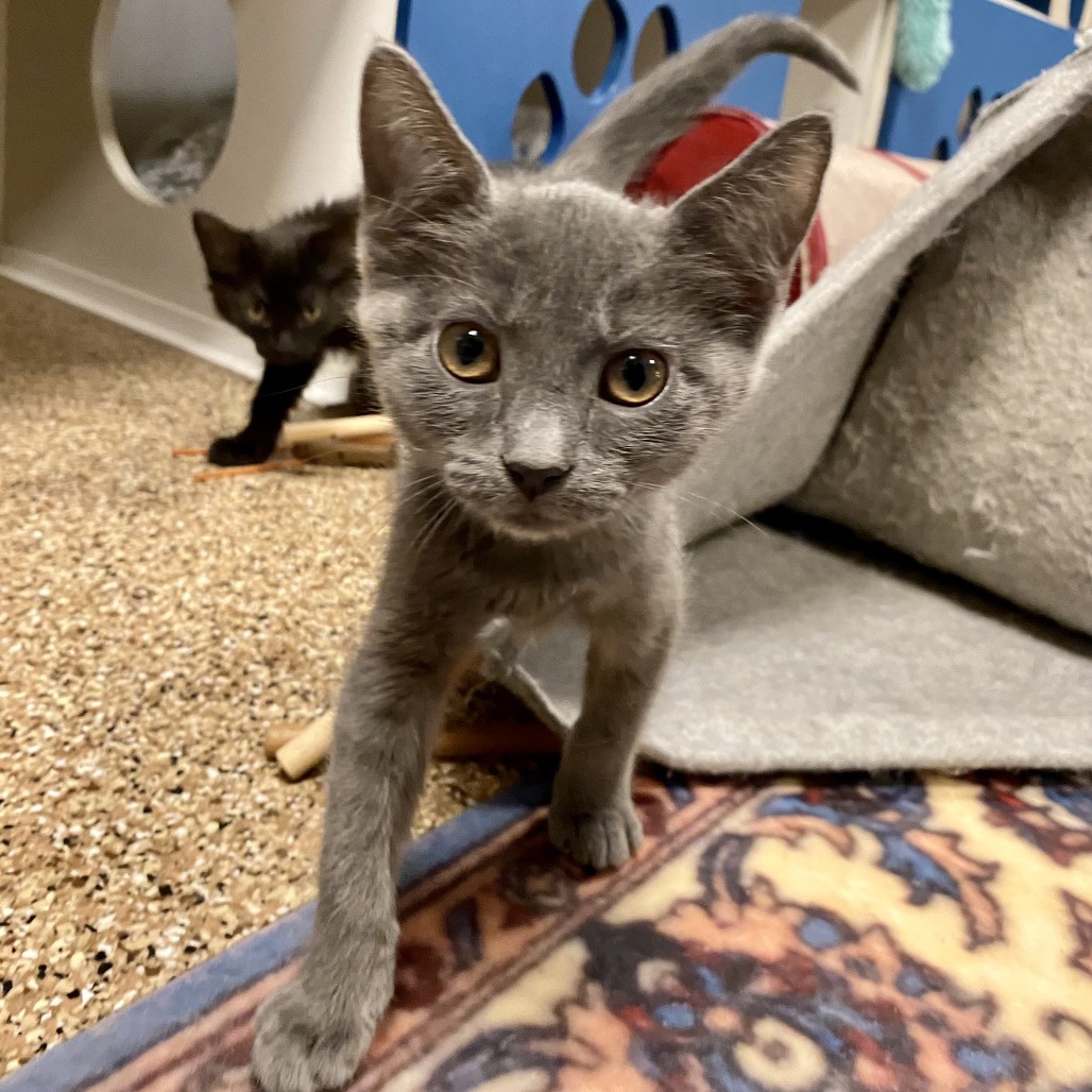 Periwinkle Snail: Female 2 Domestic Shorthair