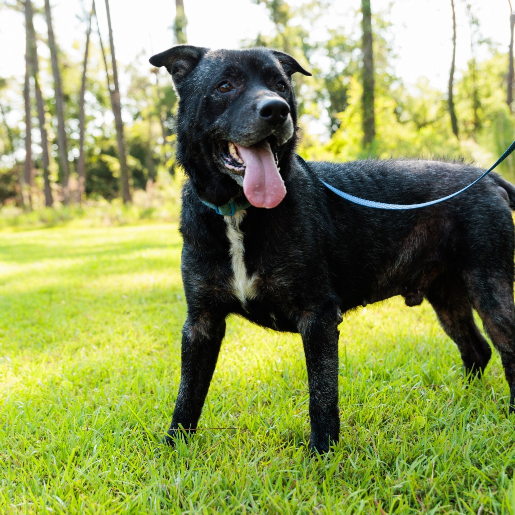 Dozer, photo 19