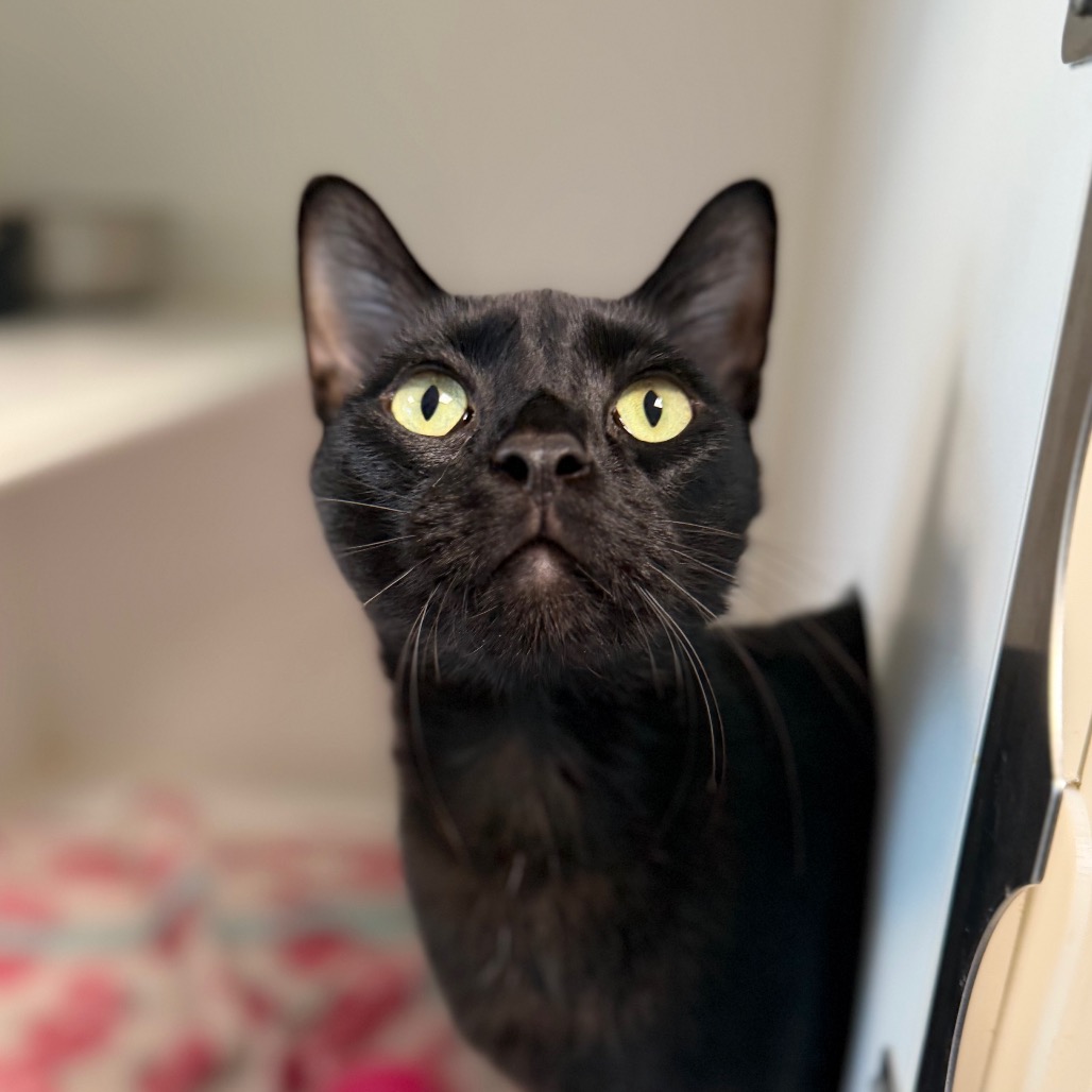 Jack