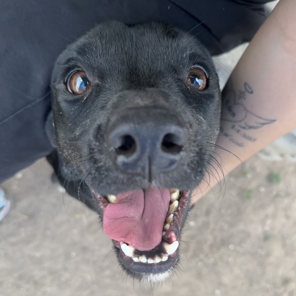 Pancho, available for adoption at PVAS