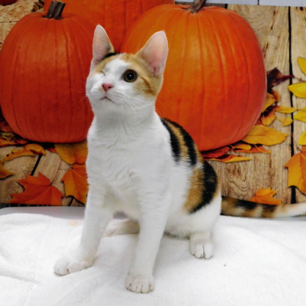 Clementine