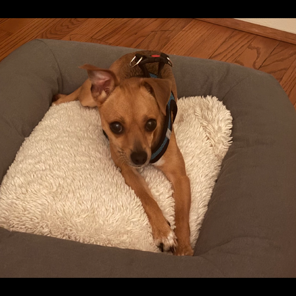 Lucy, photo 2
