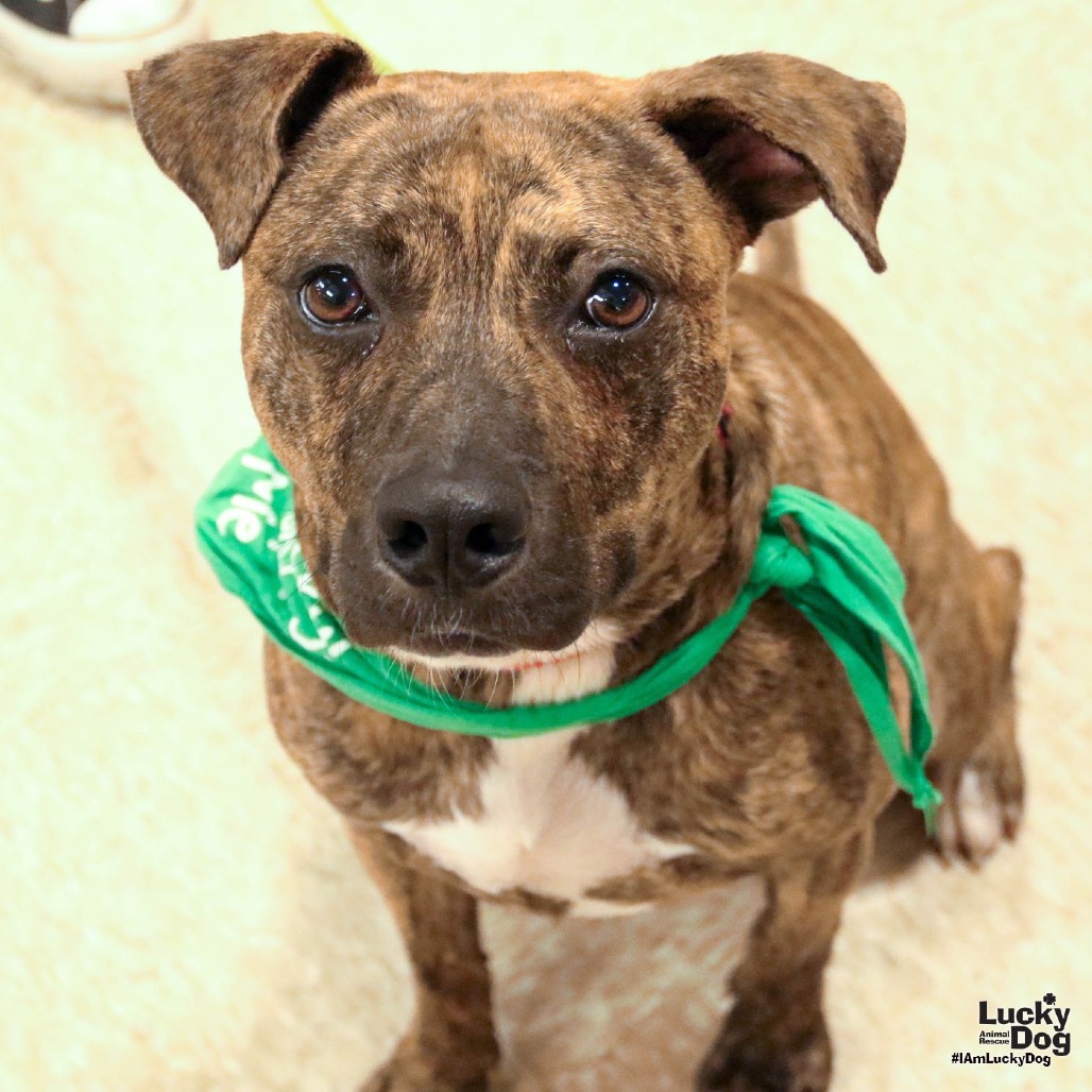 THATCHER - Hound, Plott / Mix available for adoption
