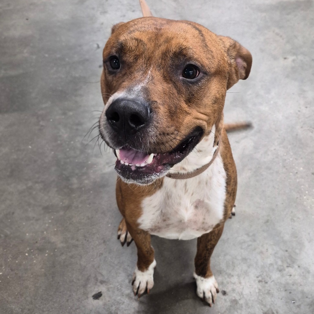 Silas — thumbnail 2