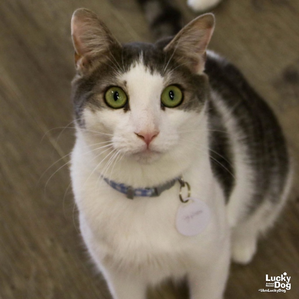 CYPRESS - Domestic Shorthair available for adoption