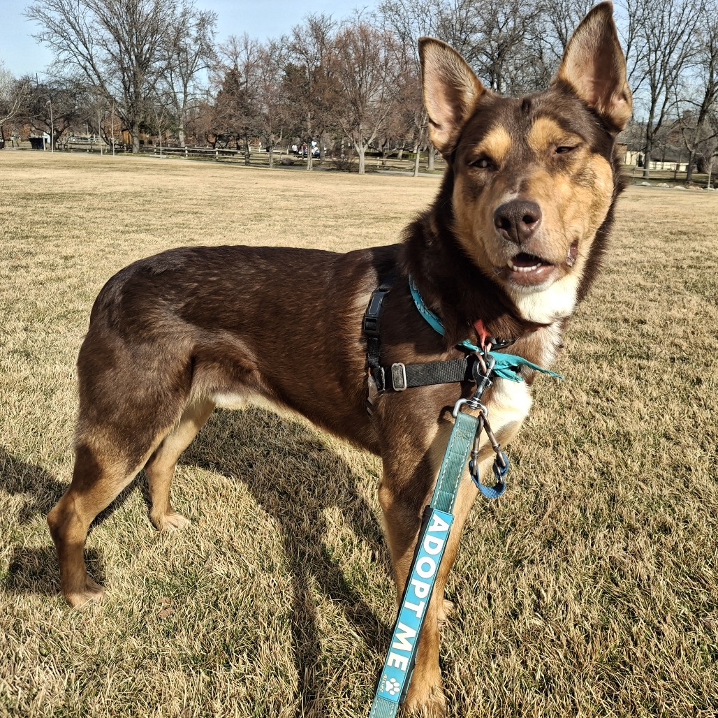 Pedro Pawscal — thumbnail 5