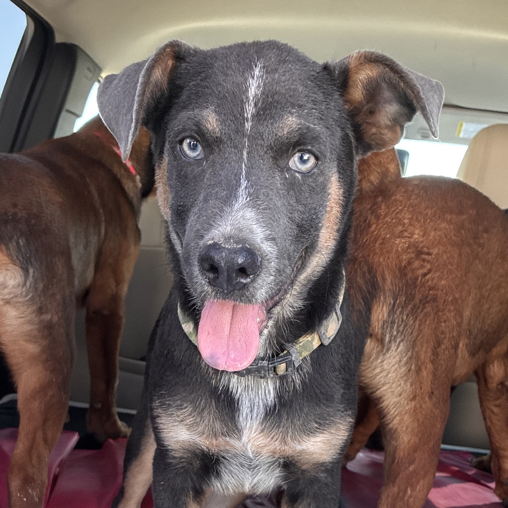 EVEREST - Shepherd available for adoption