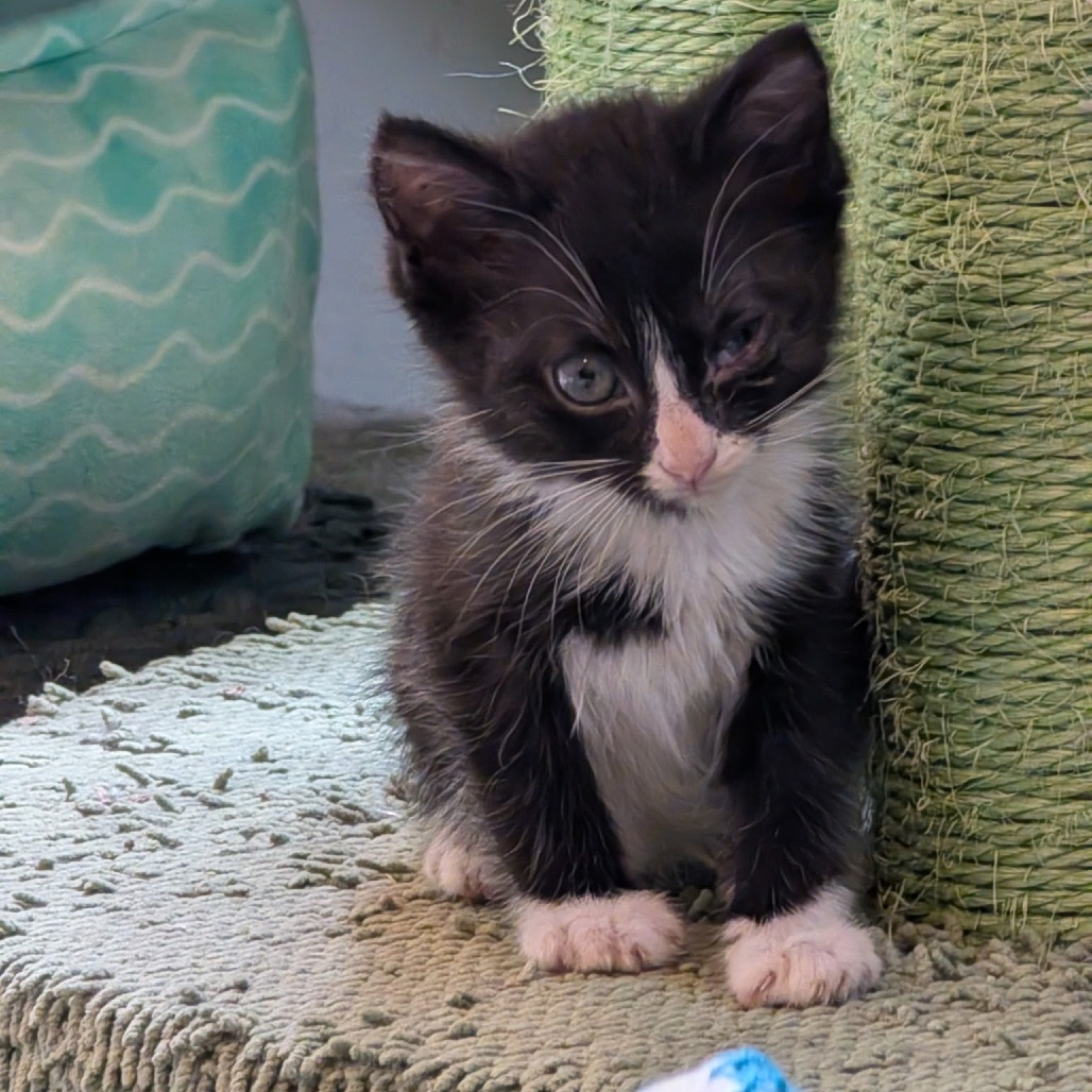 ALBERT