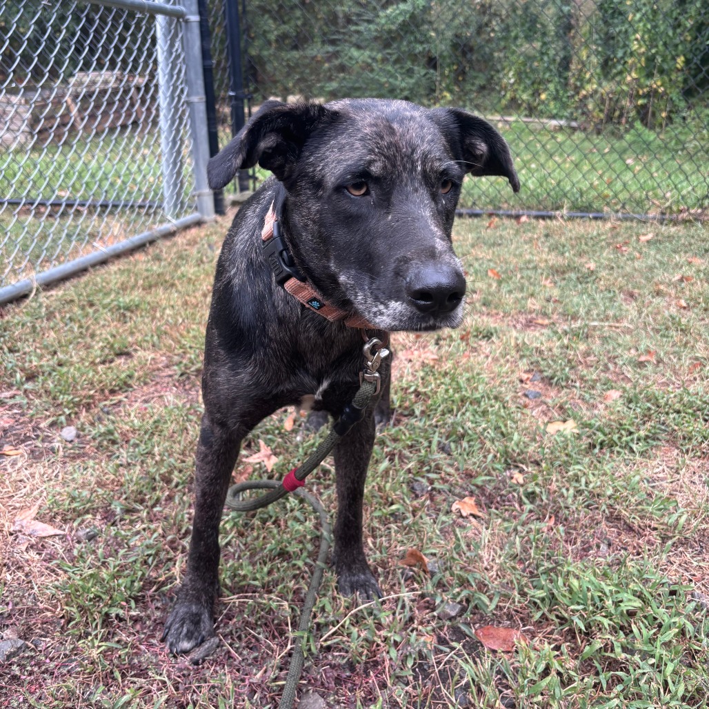Moxie, photo 3