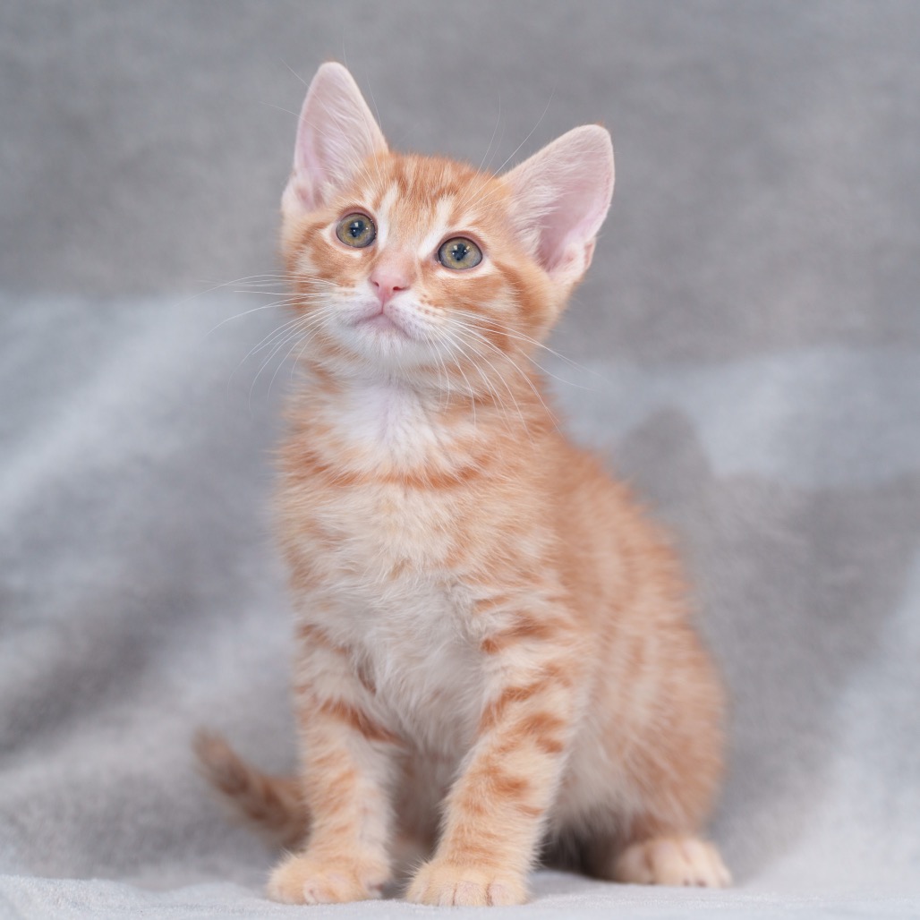Tabasco (Black Collar)