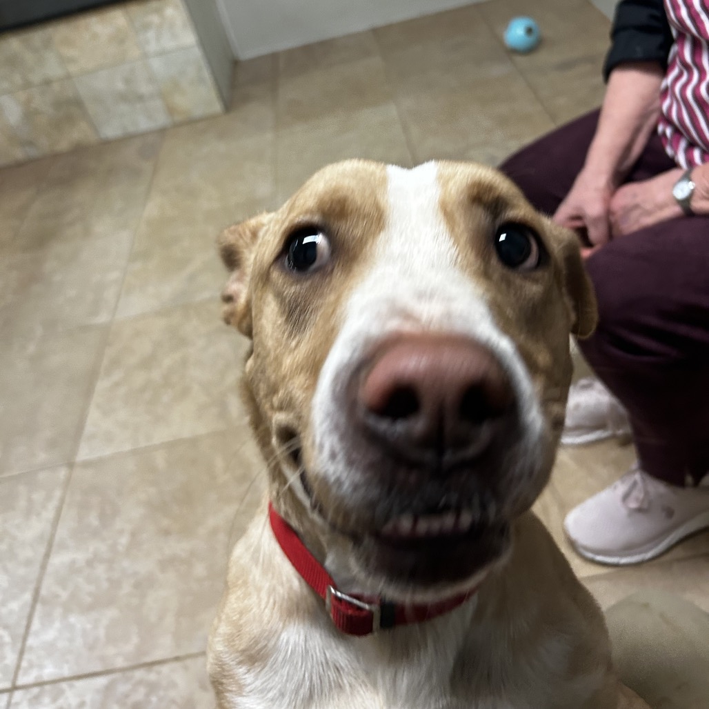 Ace — thumbnail 10