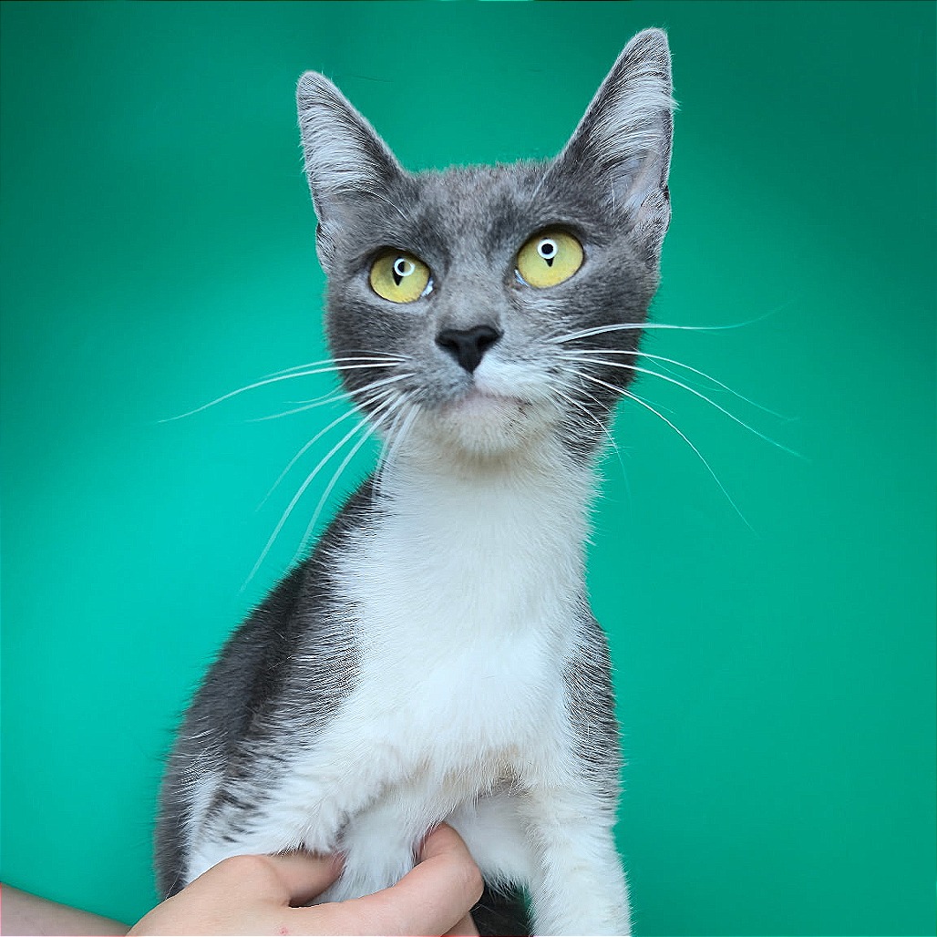 SALLY - Domestic Shorthair available for adoption
