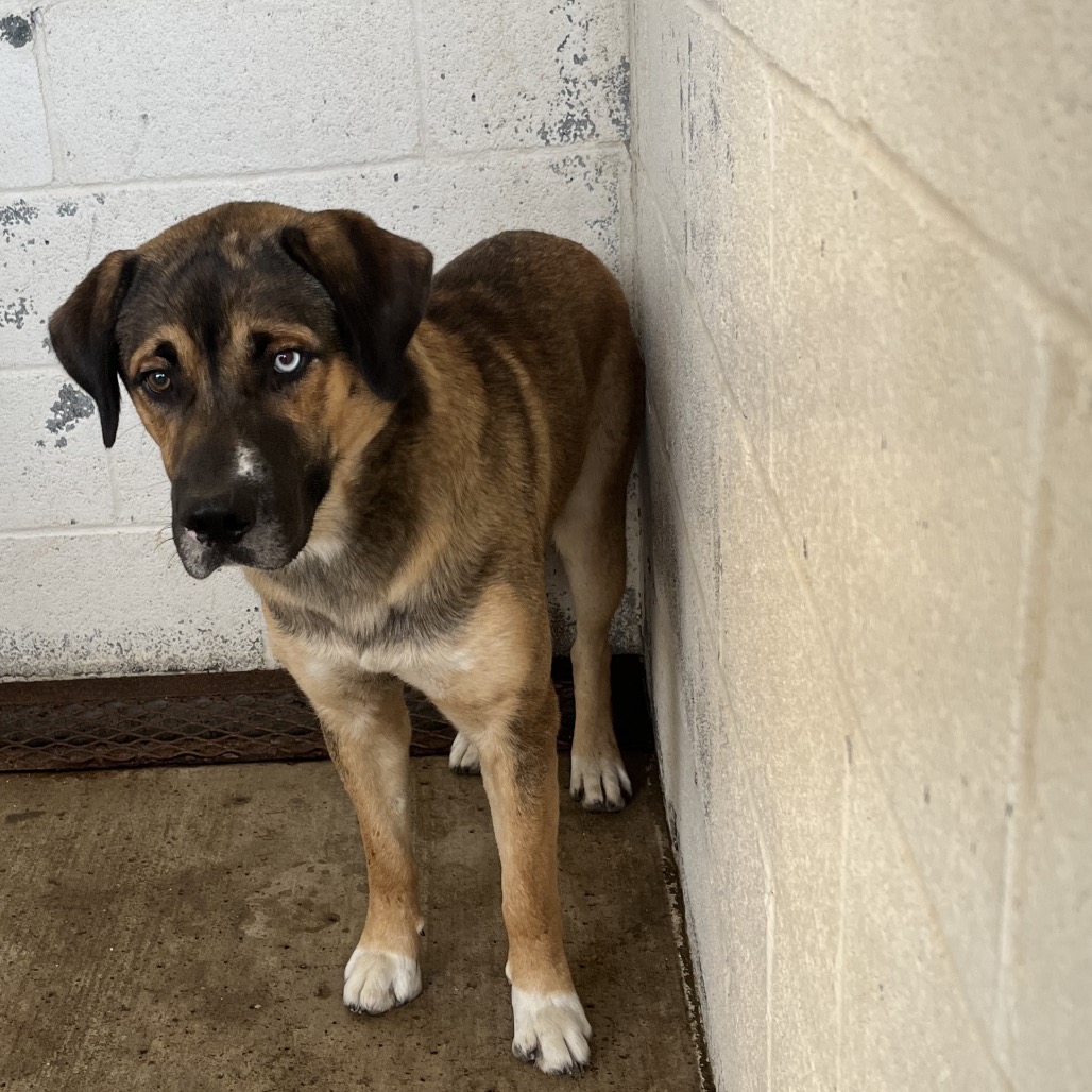 ODIN - Husky / Mixed Breed (Large) available for adoption