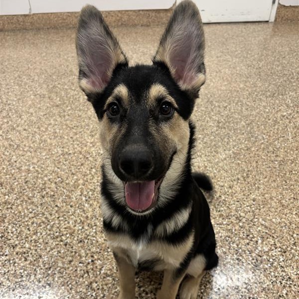 Shadow: Male 4 Shepherd, German