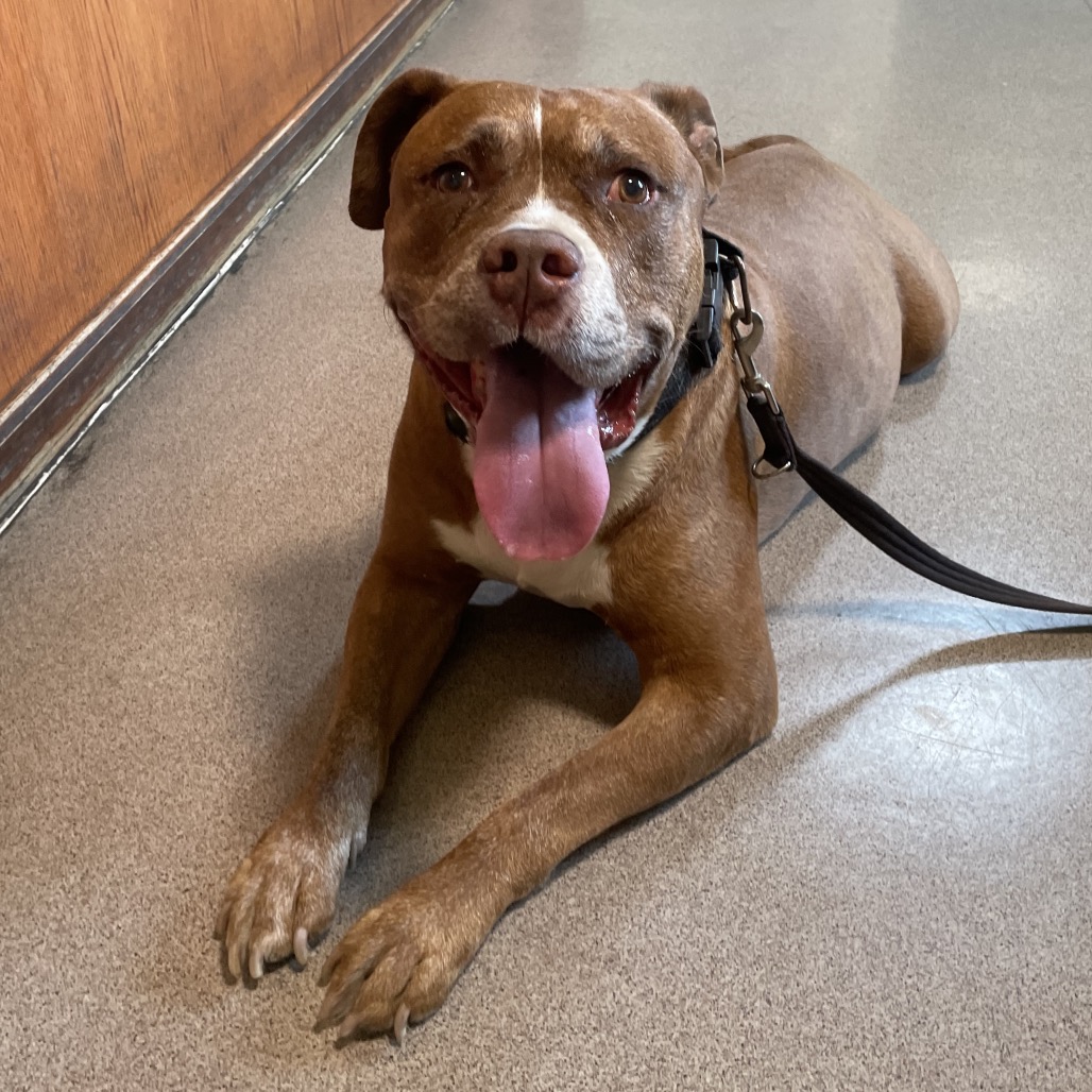 Pit Bull