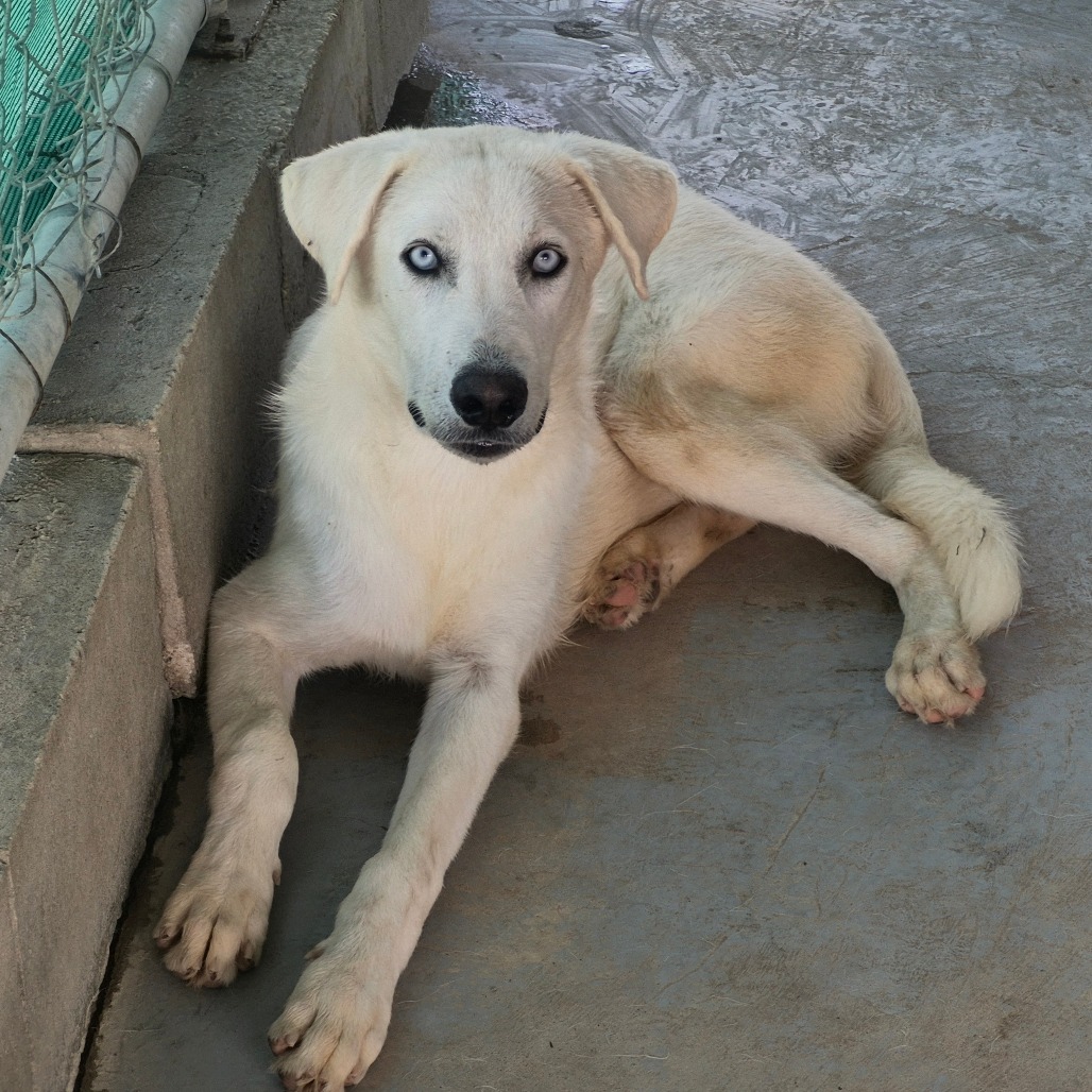 ZENITSU - Shepherd available for adoption