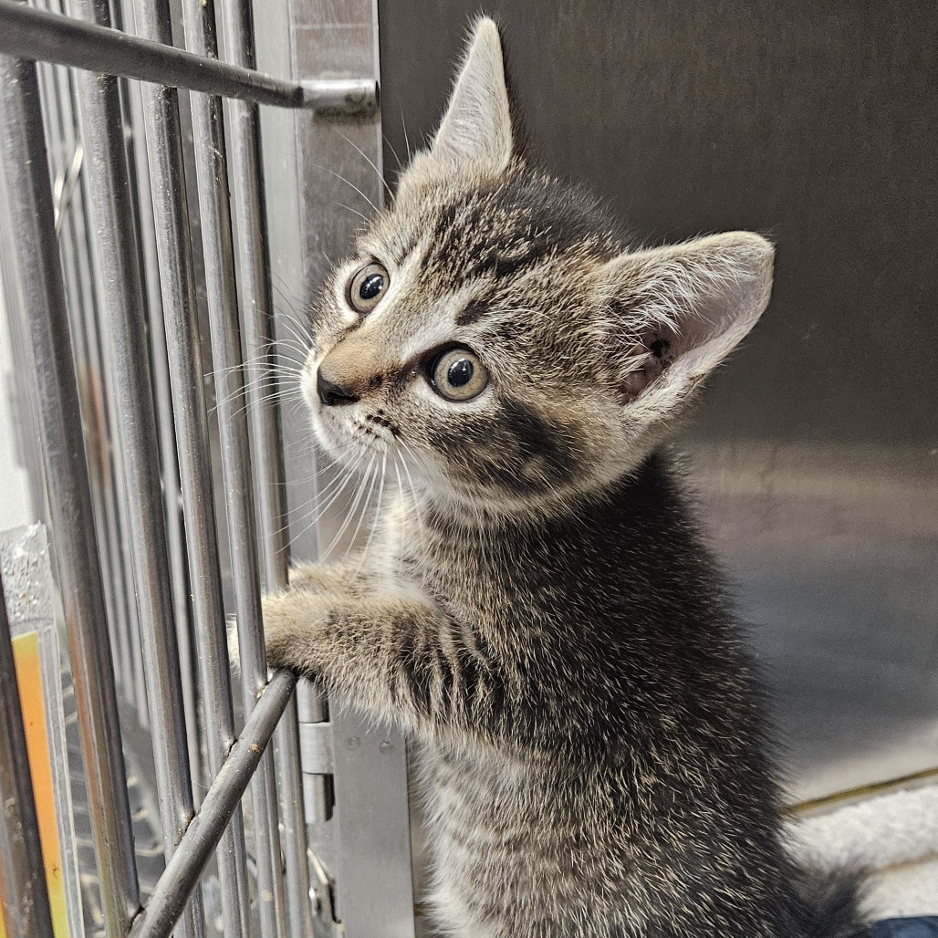 BUTTERFLY - Domestic Shorthair available for adoption