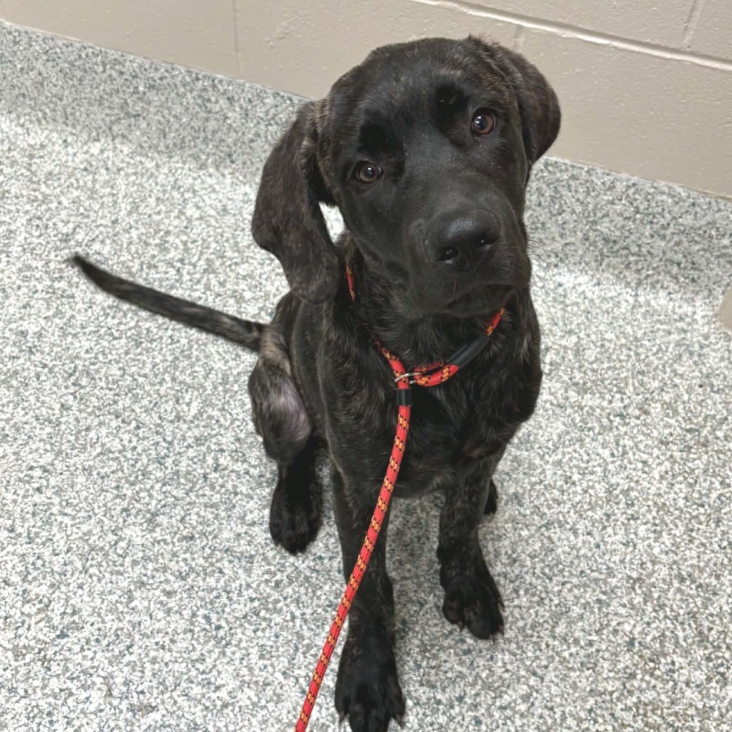 BARNABY - Mastiff / Mixed Breed (Large) available for adoption