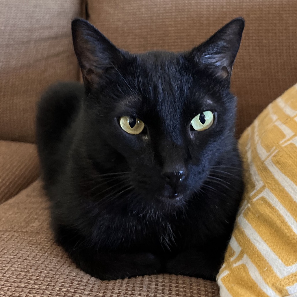 KATO - Domestic Shorthair available for adoption