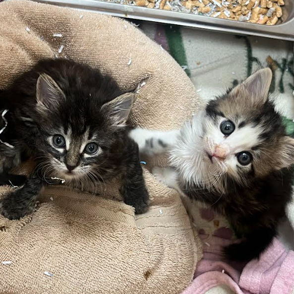 BLOSSOM (BB 2) - Domestic Medium Hair available for adoption