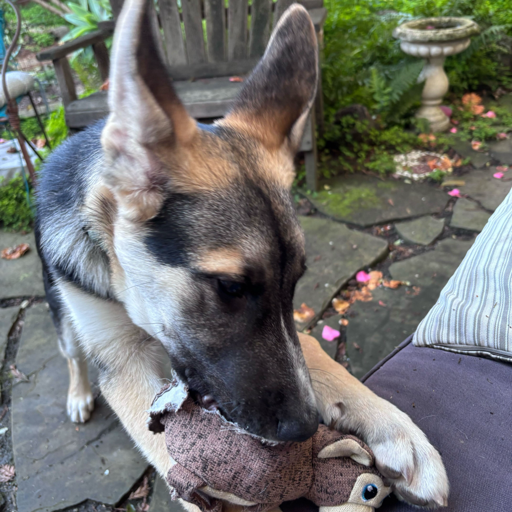 Bruno — thumbnail 5